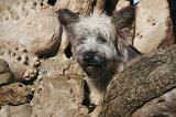 SKYE TERRIER 062